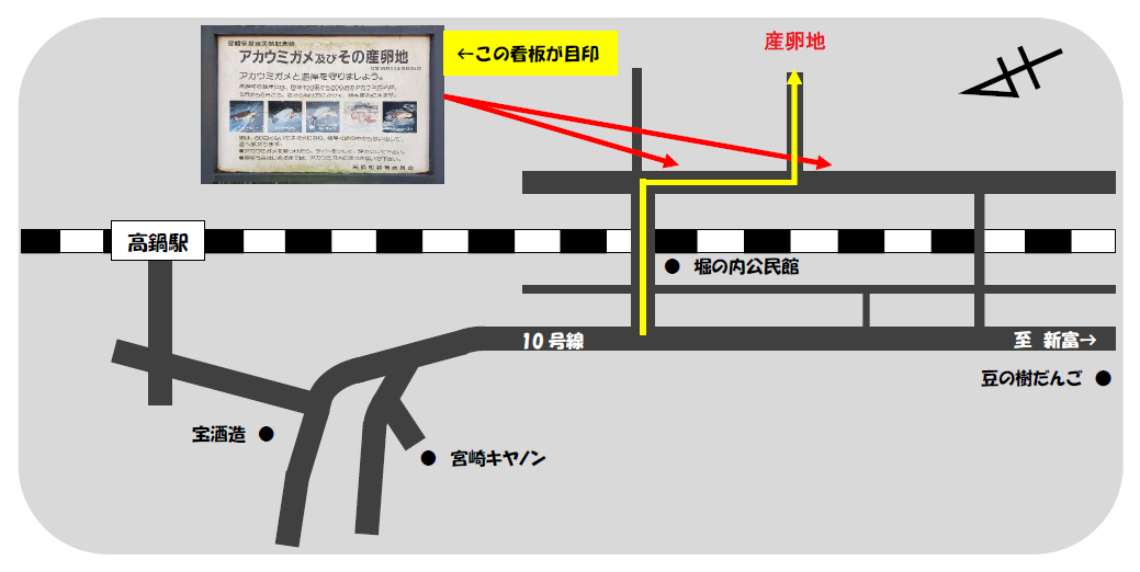 アカウミガメ産卵地