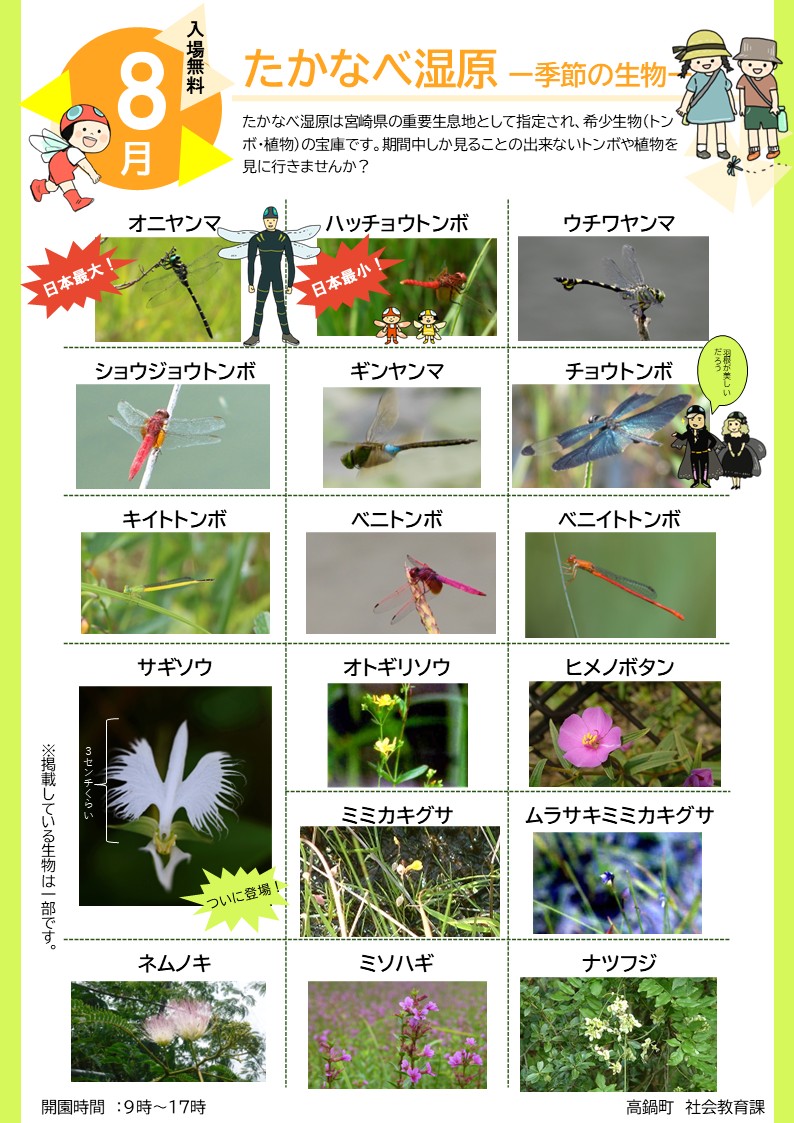 8月の見頃