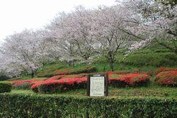 満開の桜の写真