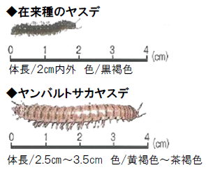 ヤンバルトサカヤスデのサイズの写真