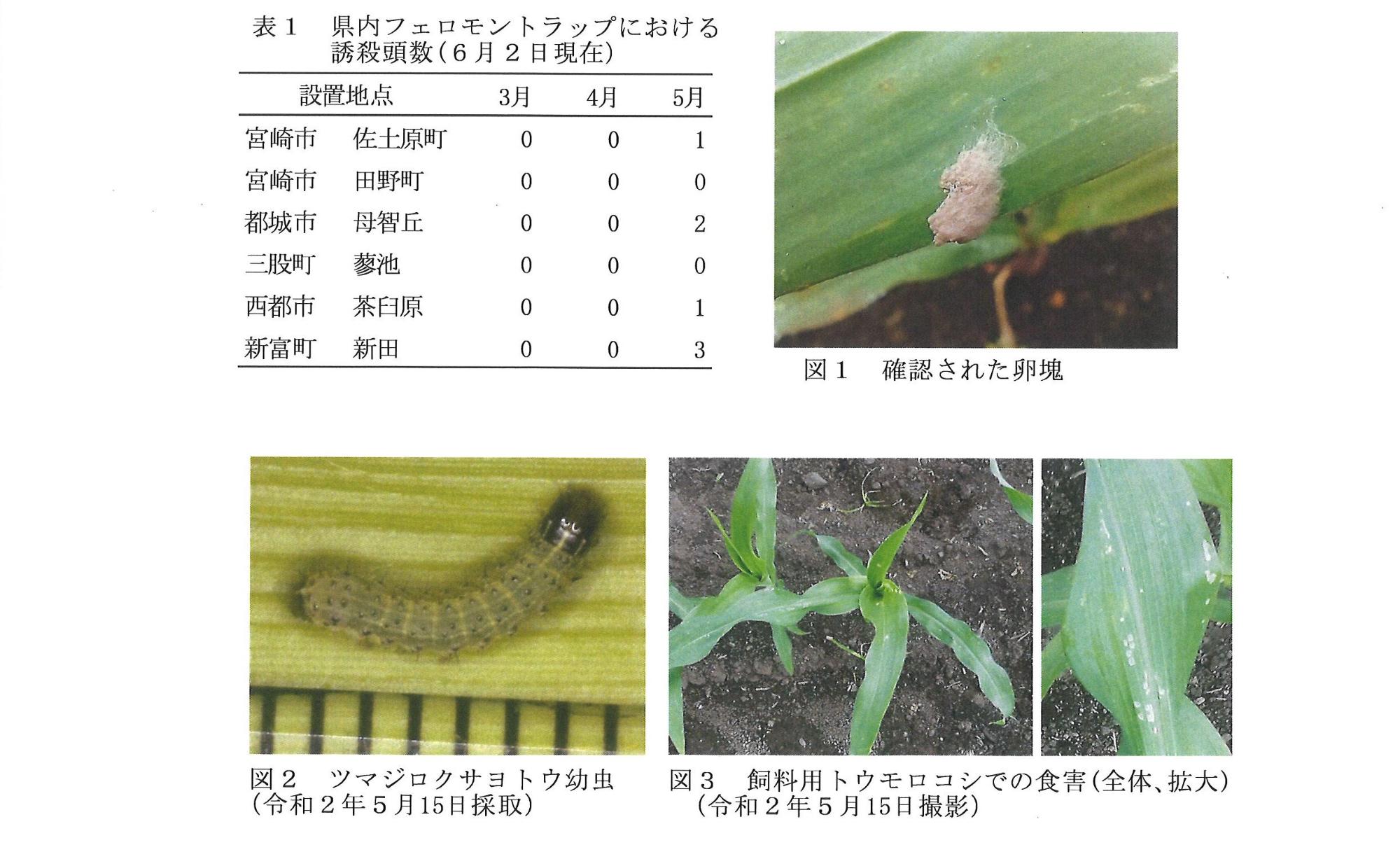 病害虫防除情報第4号1
