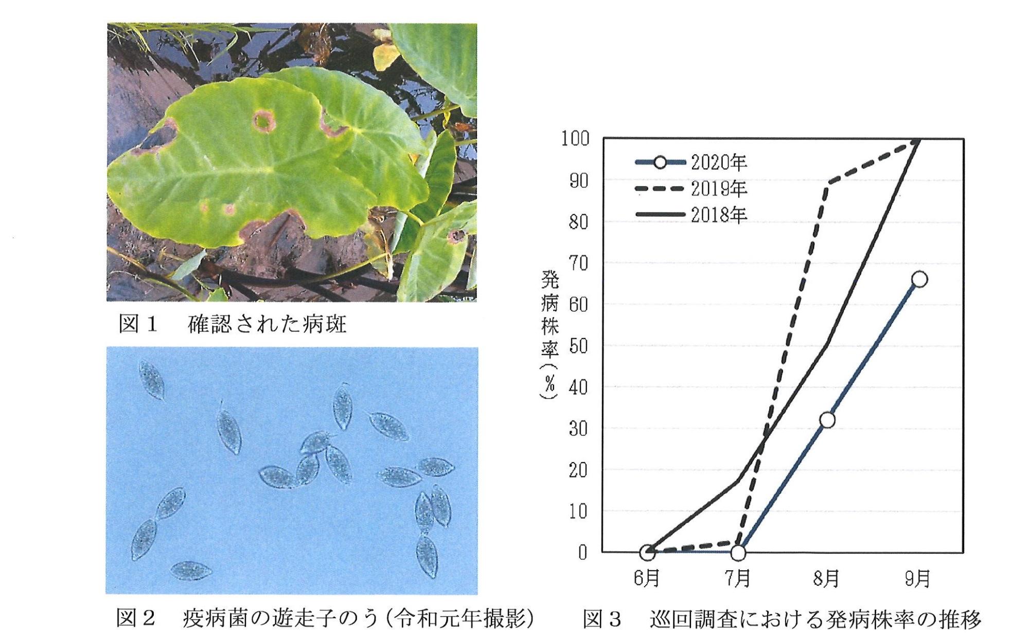 病害虫防除情報第5号1
