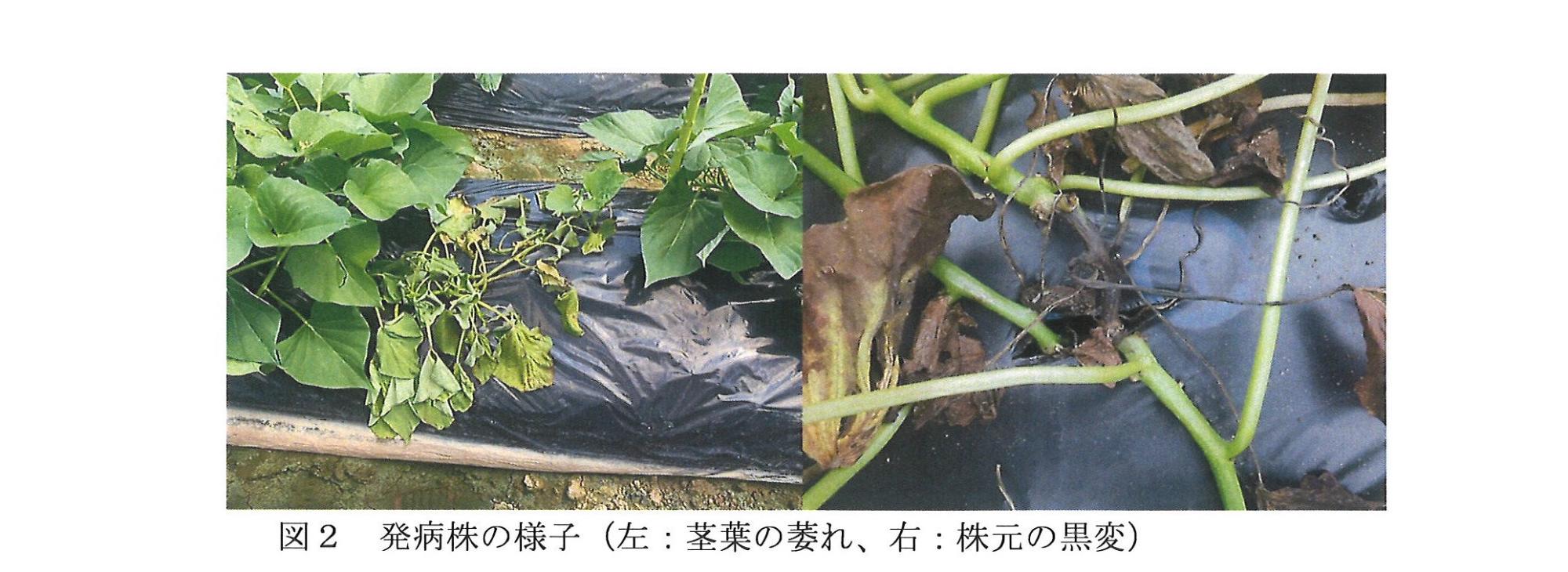 病害虫発生予察注意報第1号2