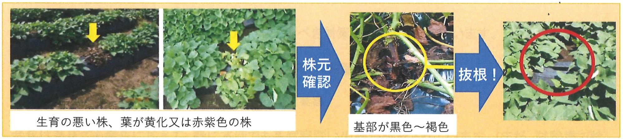 サツマイモ基腐病　感染確認資料
