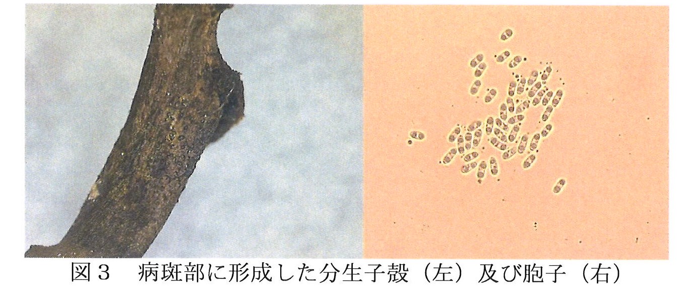 かんしょ基腐病写真図/3