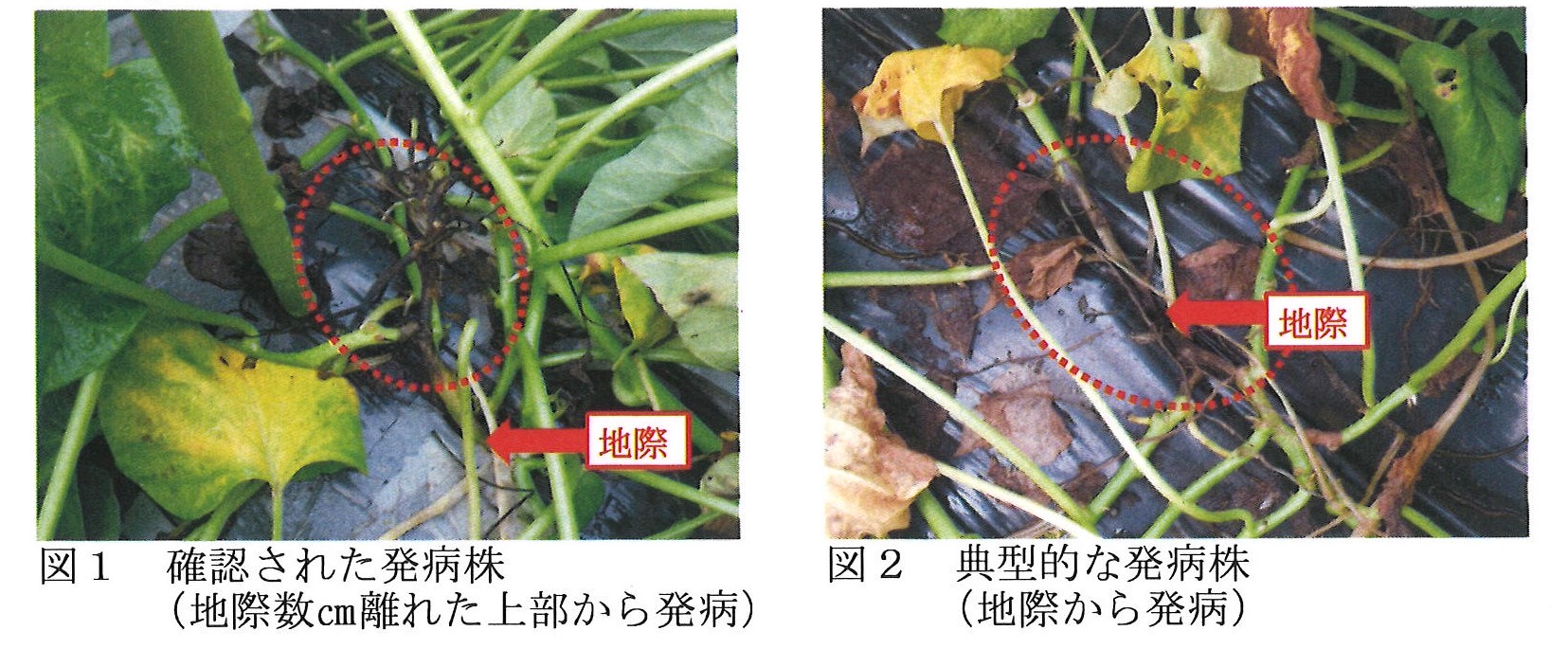 サツマイモ基腐病発生状況