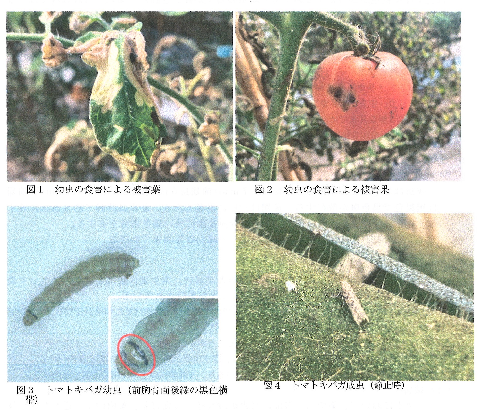 トマトキバガ画像