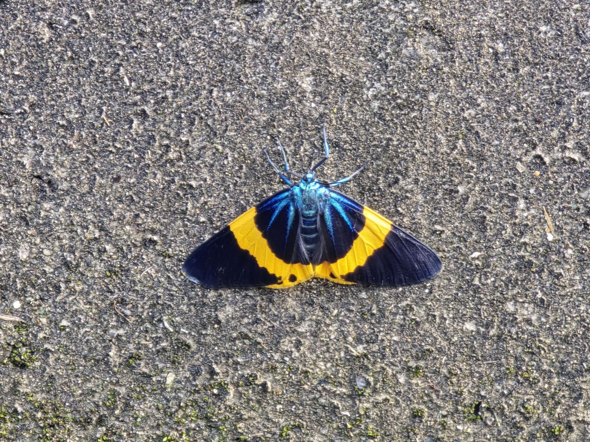 キオビエダシャクの成虫