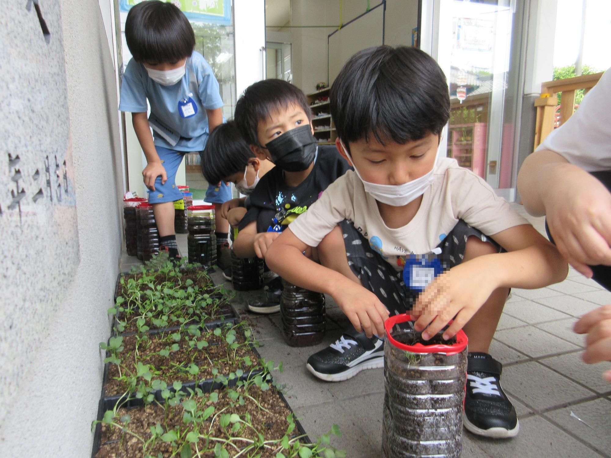 苗を植える写真